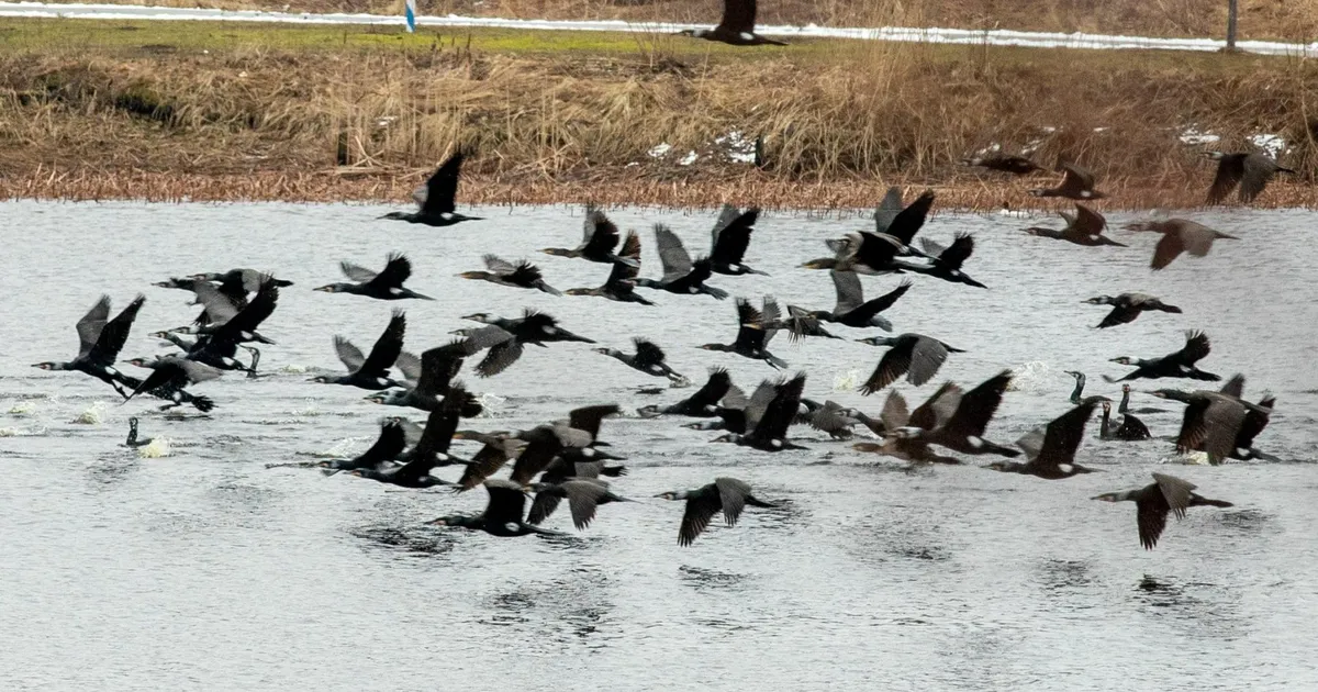 Kormorane tohib heidutada droonidega