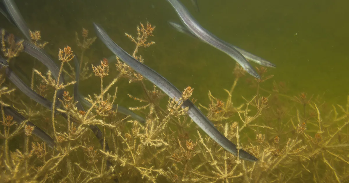 Keskkonnaamet andis ühekordse loa klaasangerjate asustamiseks