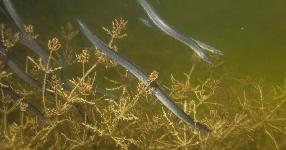 Keskkonnaamet andis ühekordse loa klaasangerjate asustamiseks