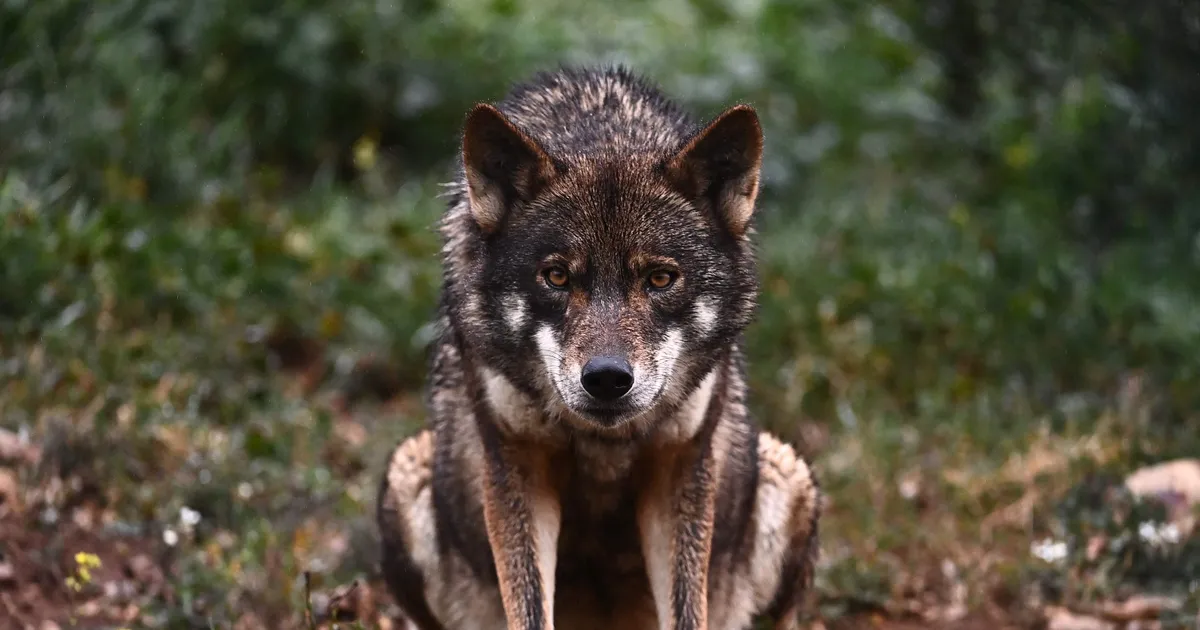 Hispaania seadustas toidu raiskamisega võitlemise kattevarjus taas huntide küttimise