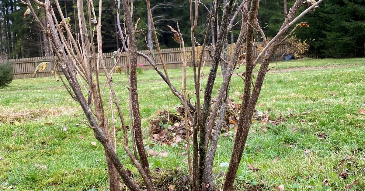 NÄDALA AED ⟩ Marjapõõsad korda!