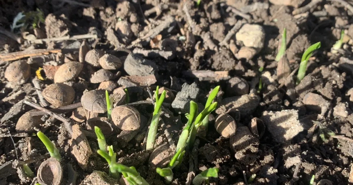 LOODUSKALENDER ⟩ Ennusta suve liblikatiiva või lilleõie järgi