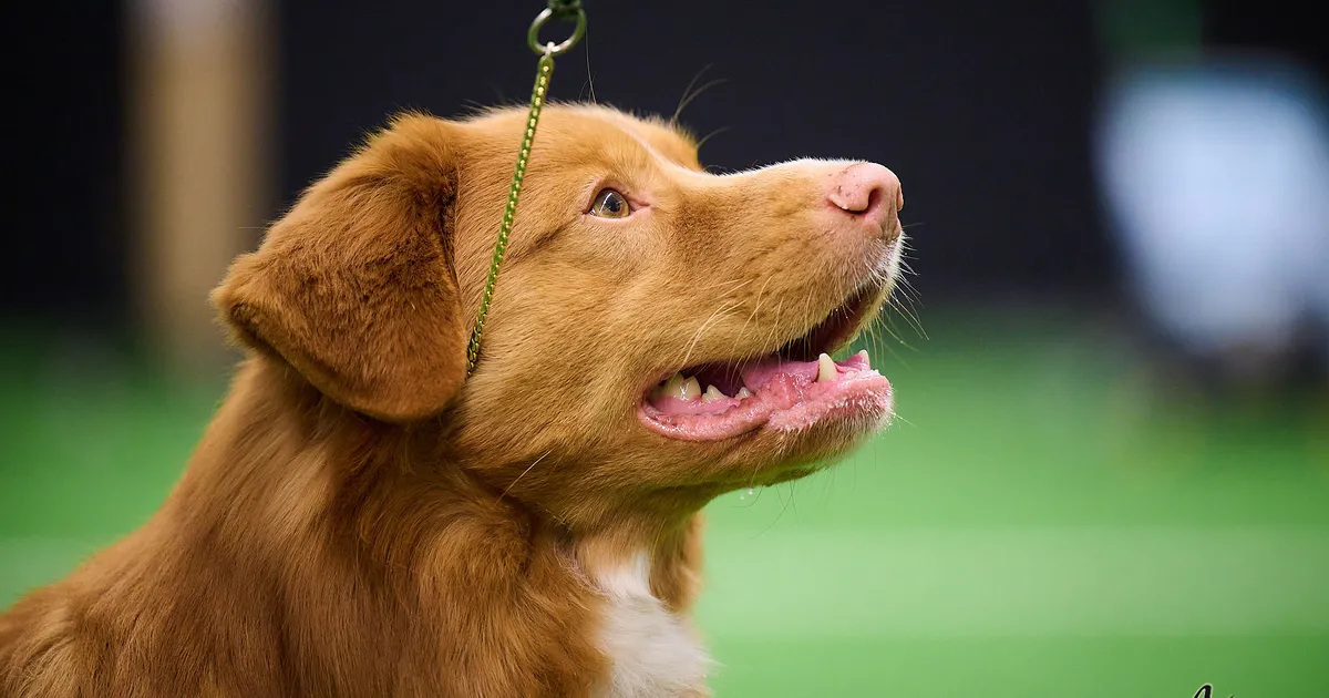 ARMAS VIDEO ⟩ Vaata, milline näeb välja Eesti kõige ilusam koer