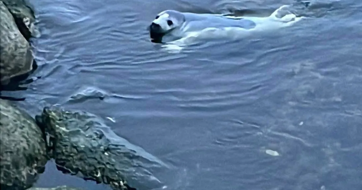 PILTUUDIS ⟩ «Ootab, et keegi suplema tuleks!» Tallinnas linnahalli juures uudistas hüljes