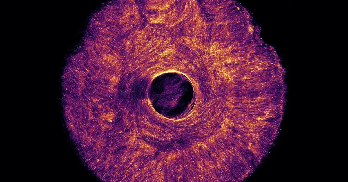 Robotid rõõmustavad: MIT-is tehti elusrakkudest kunstlihas
