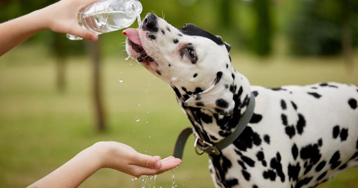 Loomaarst vastab: kui palju vett peaks koer päevas jooma?