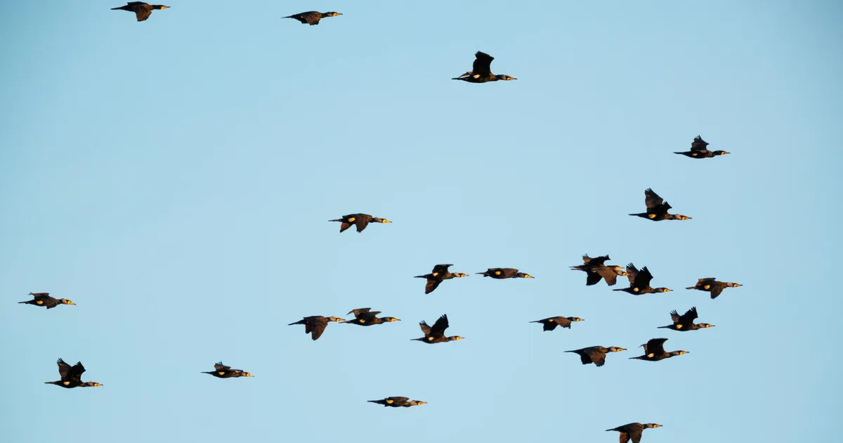 Loodusvaatlus ⟩ Mustad linnud varjutavad taevast