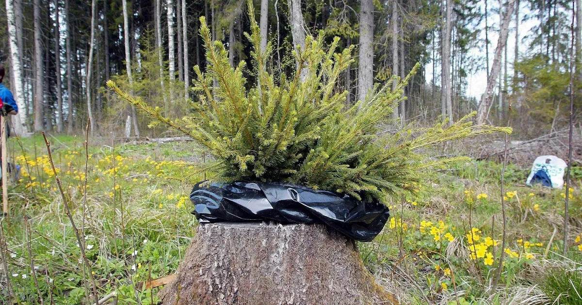 Riik plaanib suurfirmad osast metsandustoetustest ilma jätta