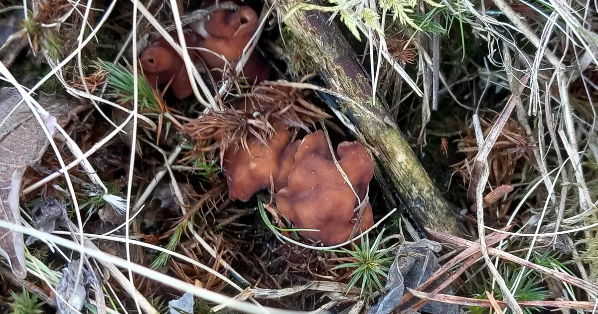 Hoogu koguv kevad kasvatab korilastes ootusärevust