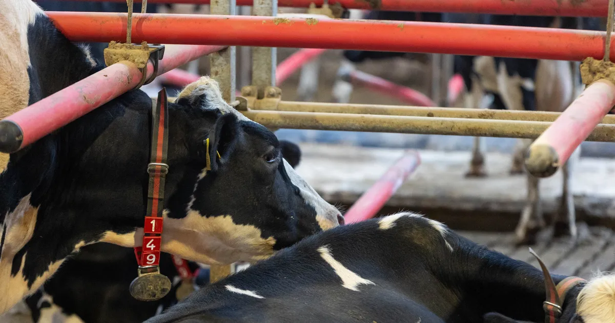 Suu- ja sõrataud levib jõudsalt Kesk-Euroopas