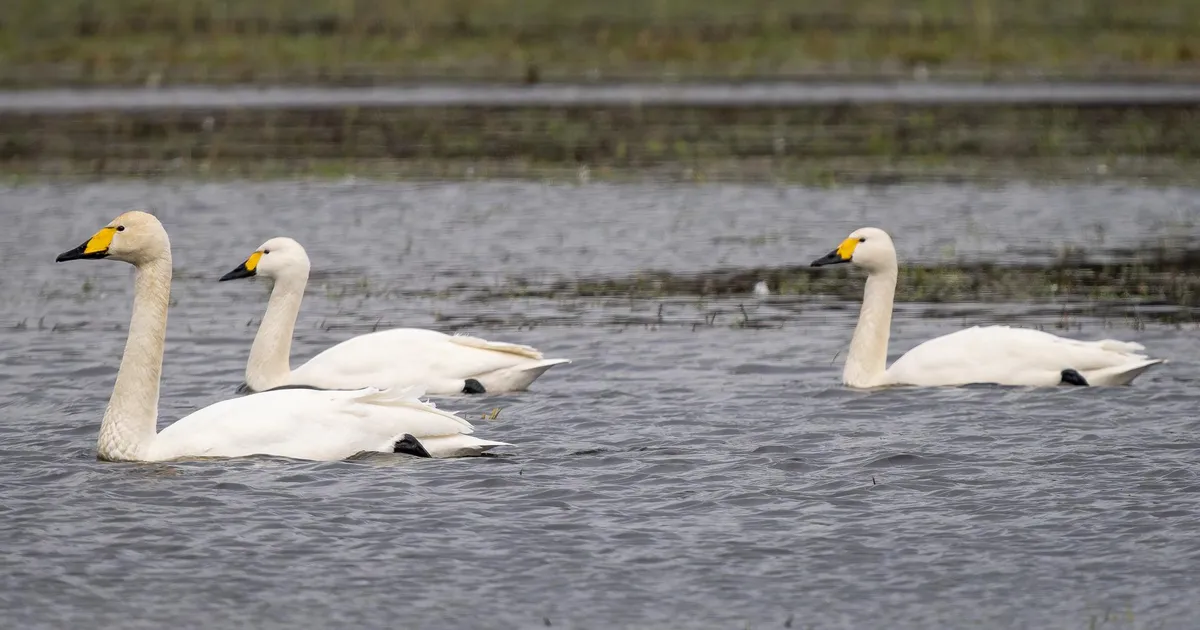 LOODUSFOTO ⟩ Väikeluik on laululuige väiksem suguvend