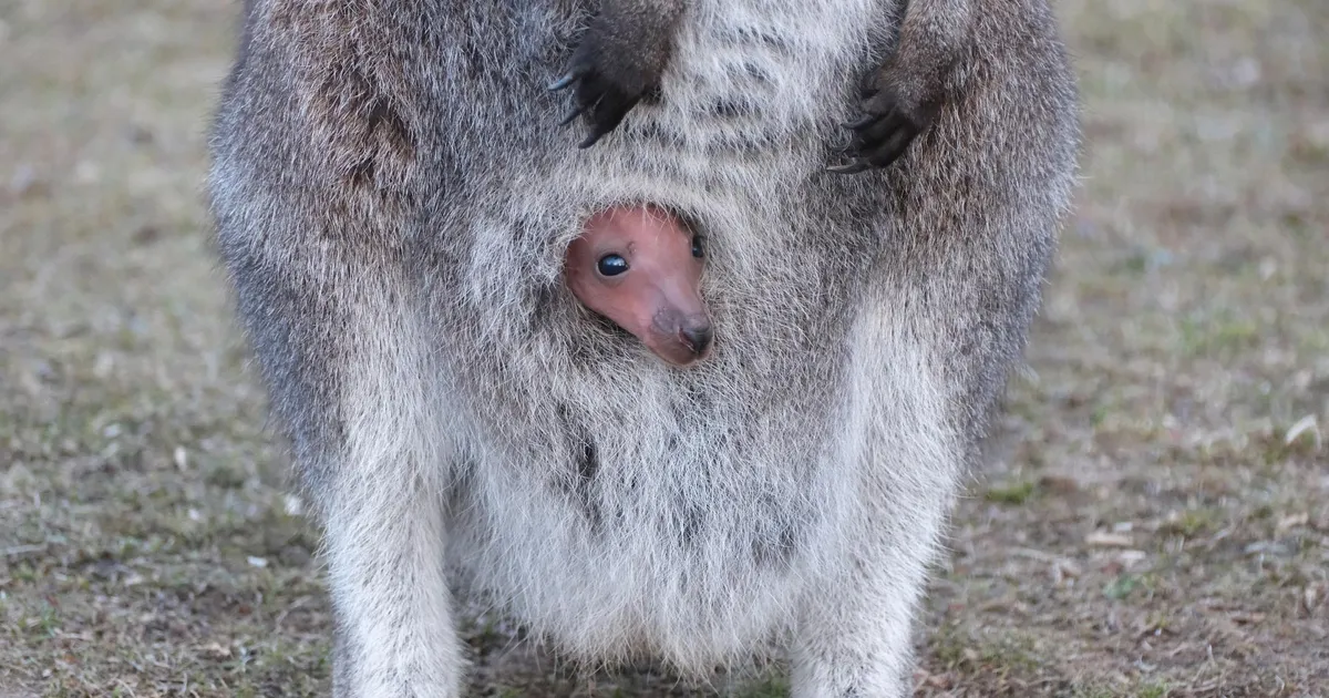 LOOMARIIK ⟩ Loomad võtavad värskes õhus kosutavaid vitamiinikuure