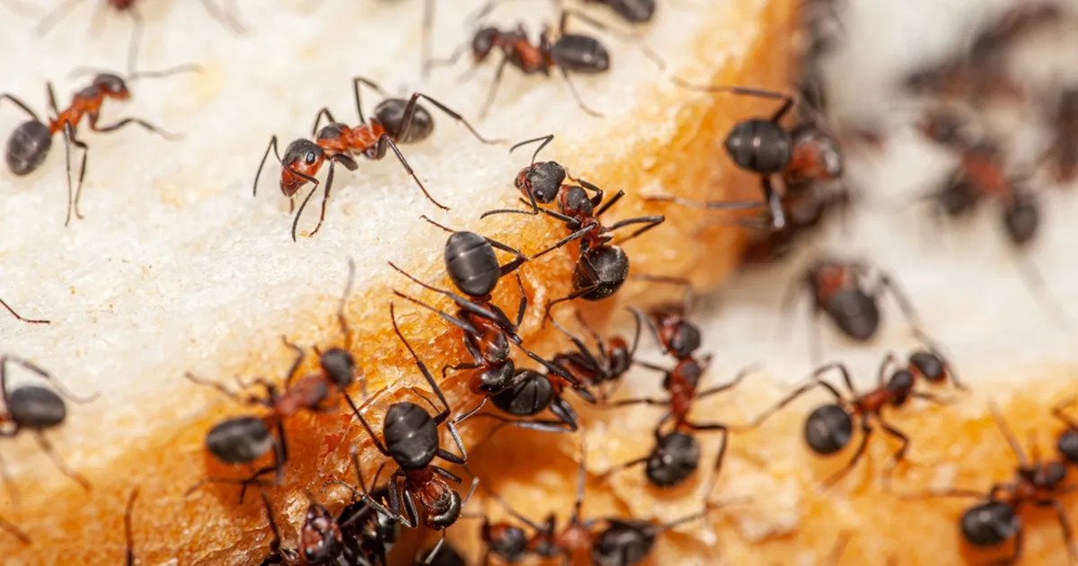 VIDEO ⟩ Uskumatu! Sipelgad tegid põnevas teaduskatses inimestele säru