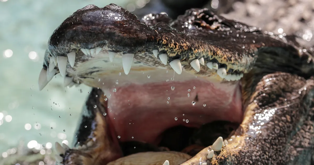 Olümpiamedaleid hakatakse jagama veekogus, mis kubiseb krokodillidest