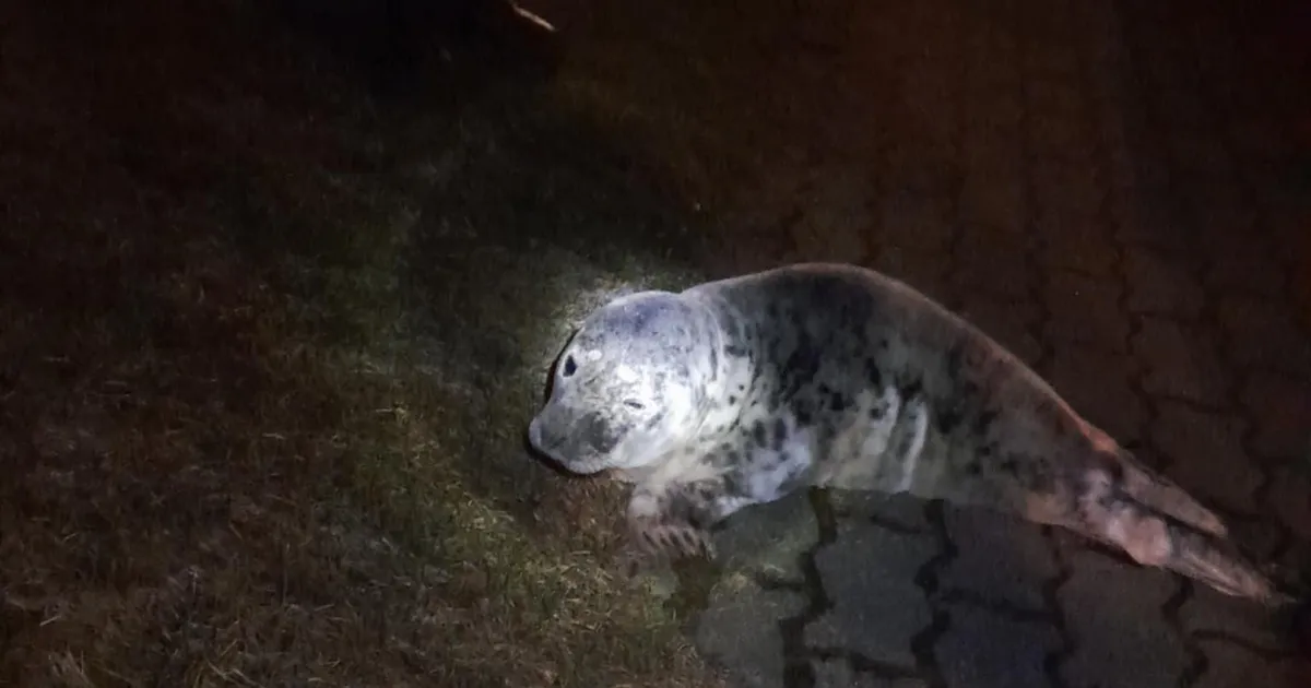 Eksinud hüljes ja tulekahju Tori vallas panid päästjad proovile