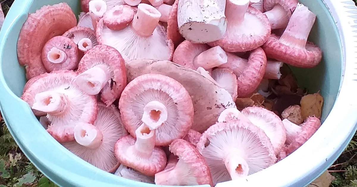 FANTASTILINE SAAK ⟩ Ilmus raamat, mis reedab Eesti parimad seenekohad