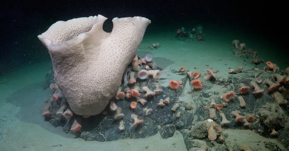 Antarktikas pudenes lahti murdunud jääpangast kamaluga igasugust elu