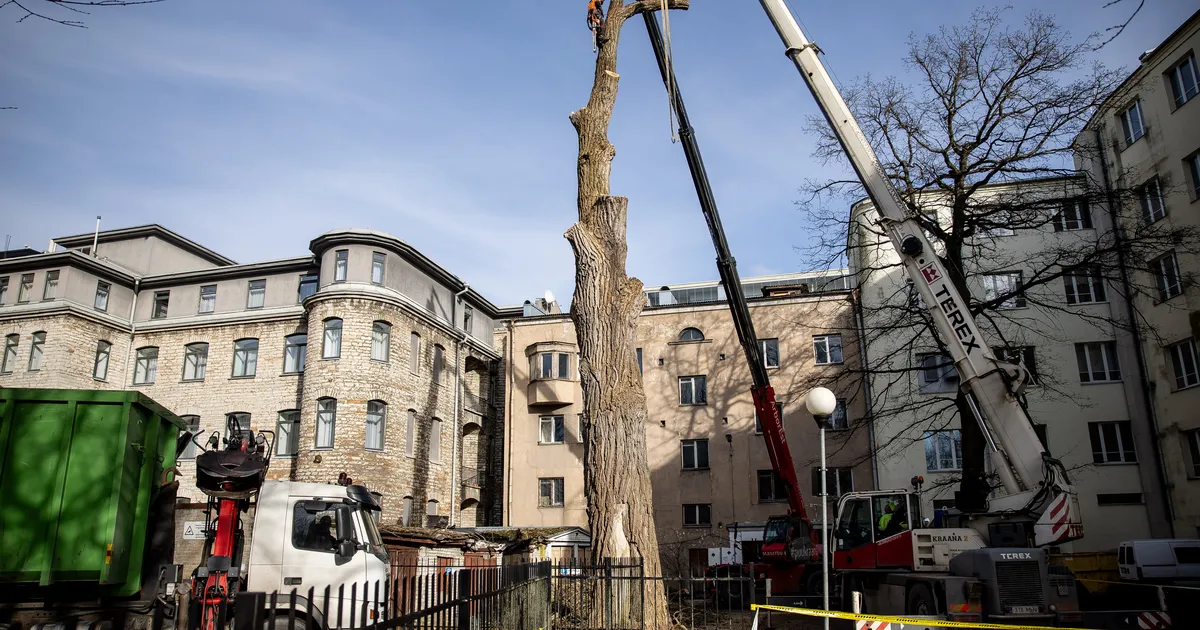 Roosikrantsi tänava musta papli kännu saatus sai selgeks