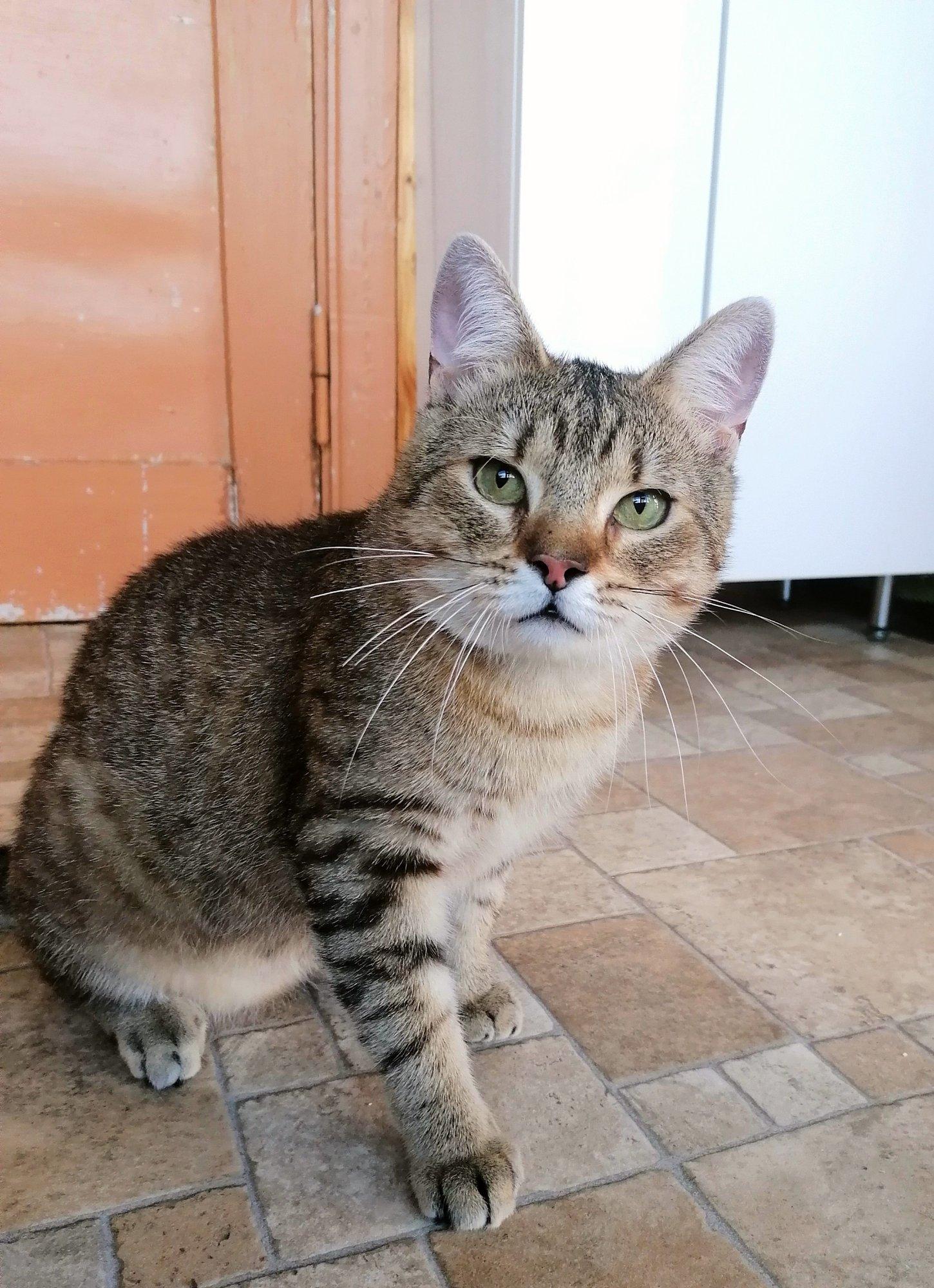 TAHAKS KOJU | Täiuslik sõber Oswin kõneleb lähedastega inglihäälel