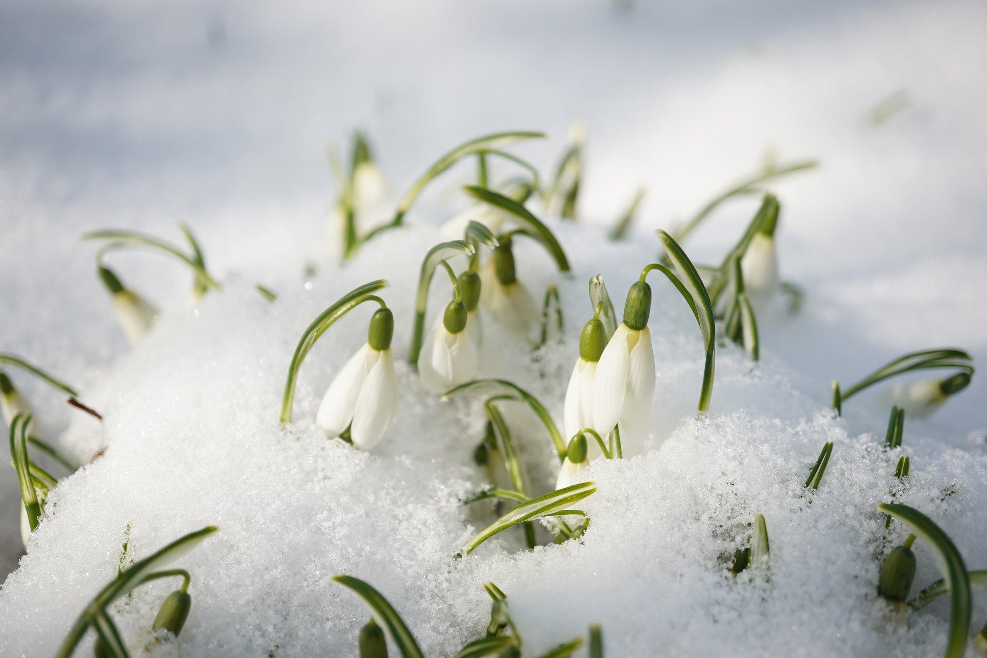 MÄRTSI ILMAPROGNOOS | Kevadel kriips peal? Karge külm naaseb