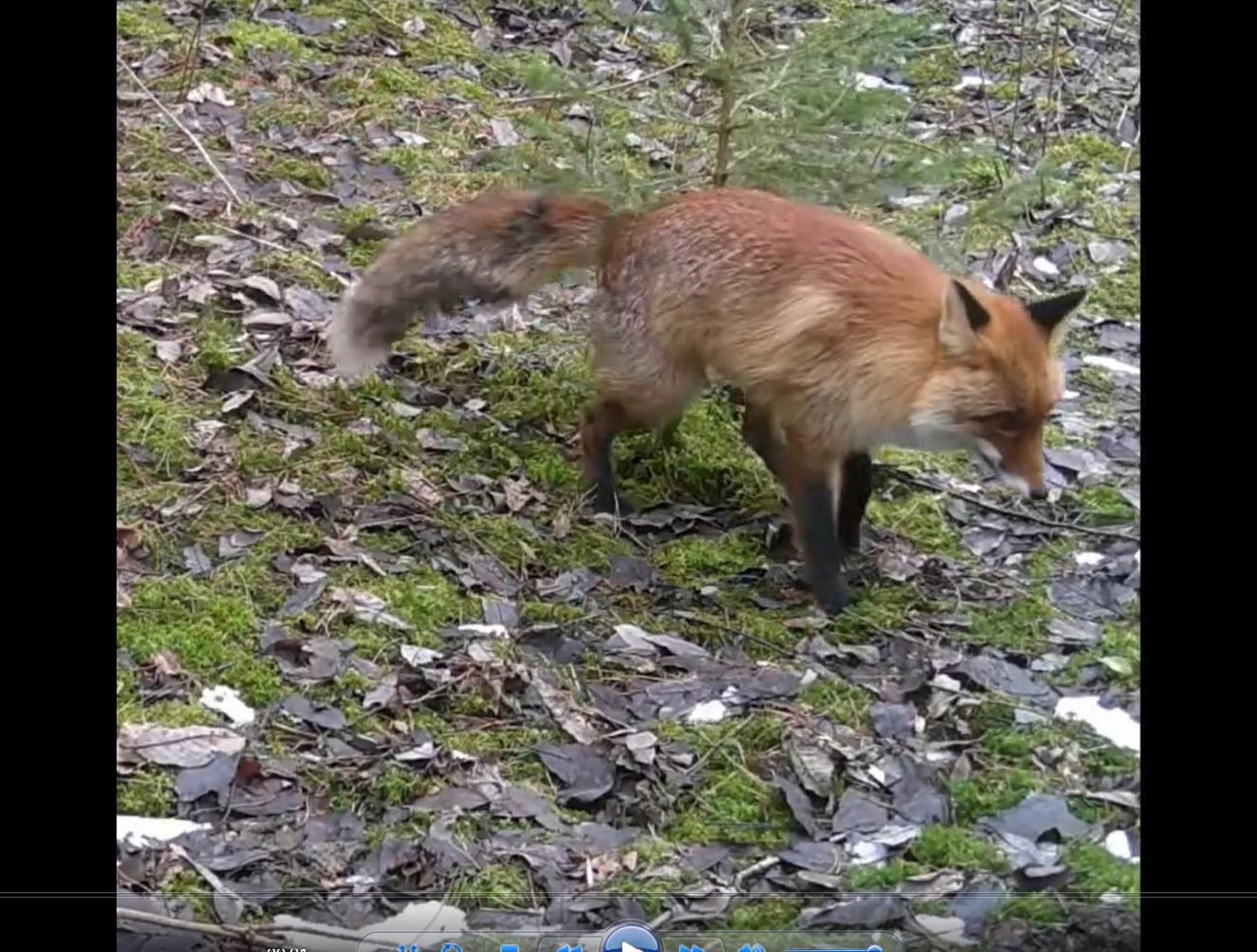 VIDEO | Millega teie kevadel oma aeda väetate? Rebane pakkus omalaadset „väetist“