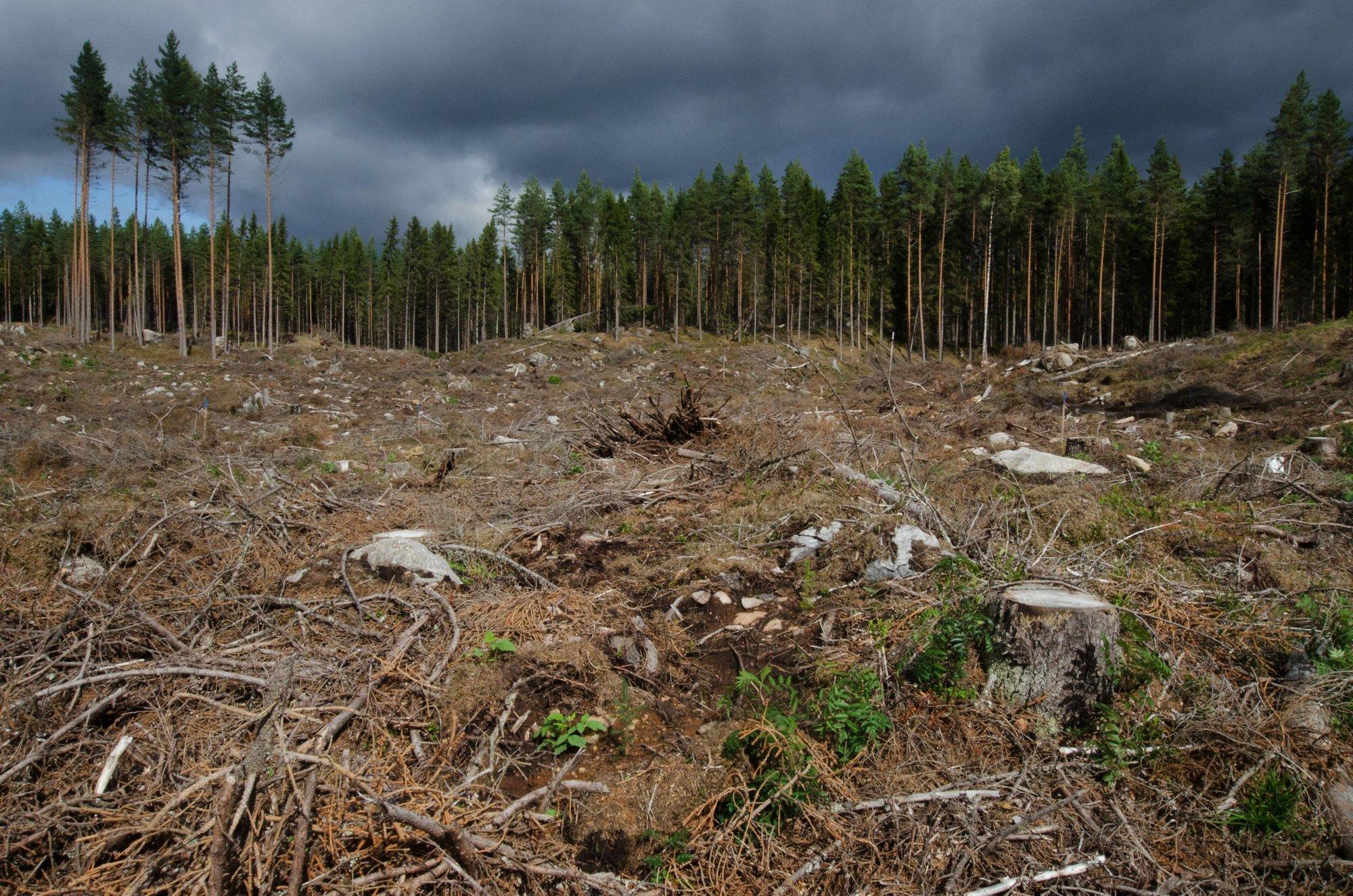 ARVAMUS | Looduskaitsja: riigimetsas tuleb raiemaht kindlasti poole võrra vähendada