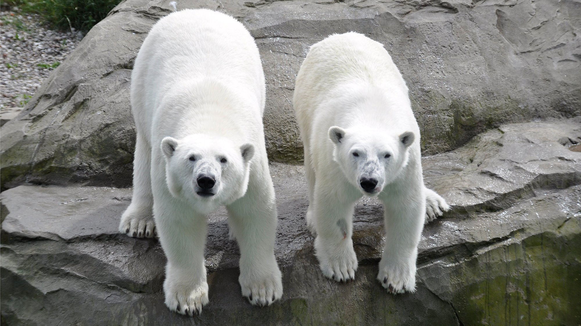 Tallinna loomaaed valmistub kahe uue jääkarutüdruku vastuvõtmiseks