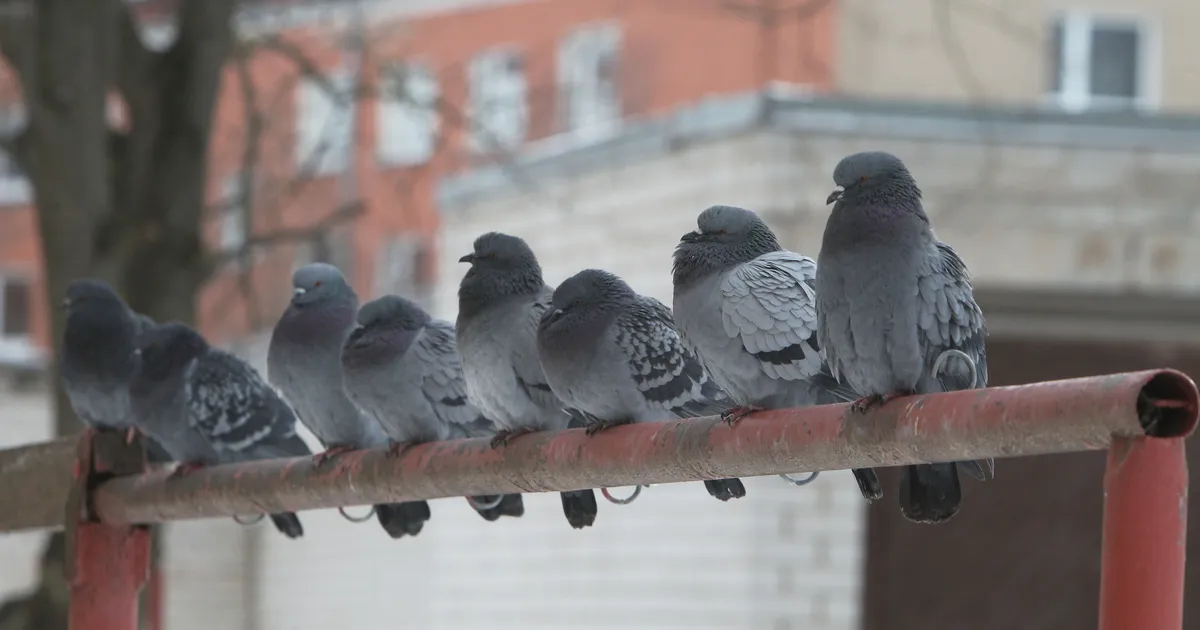 Eeloleva nädala keskpaigas tuleb kuni üheksa kraadi sooja