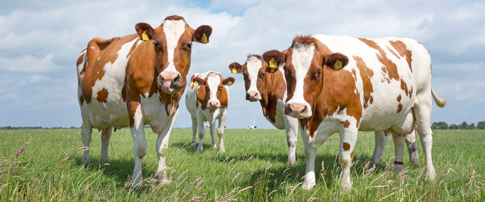 USA suurfarmi piimalehmad söövad karjamaadel: vähene toodang pole probleem
