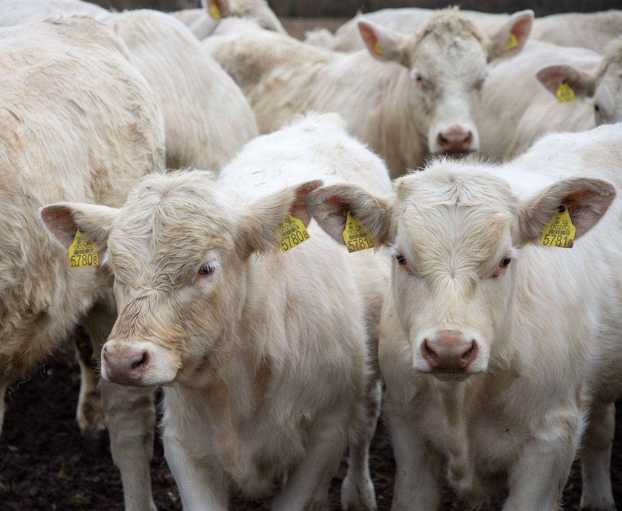 Šaroleest on saamas lihaveisekasvatajate lemmiktõug