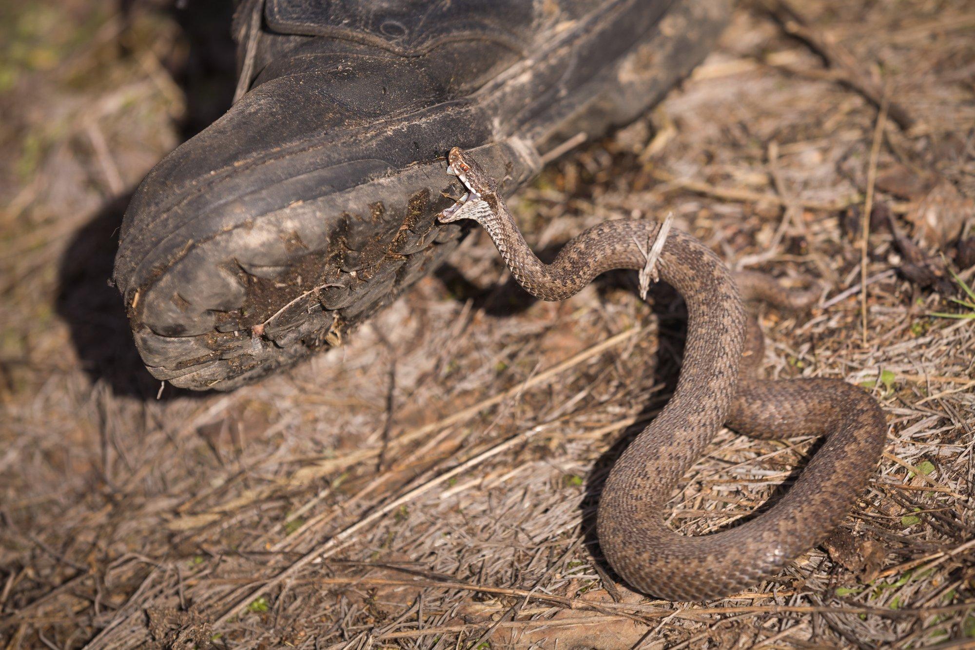 ASI SELGEKS | Mida teha, kui oled saanud rästikult hammustada?