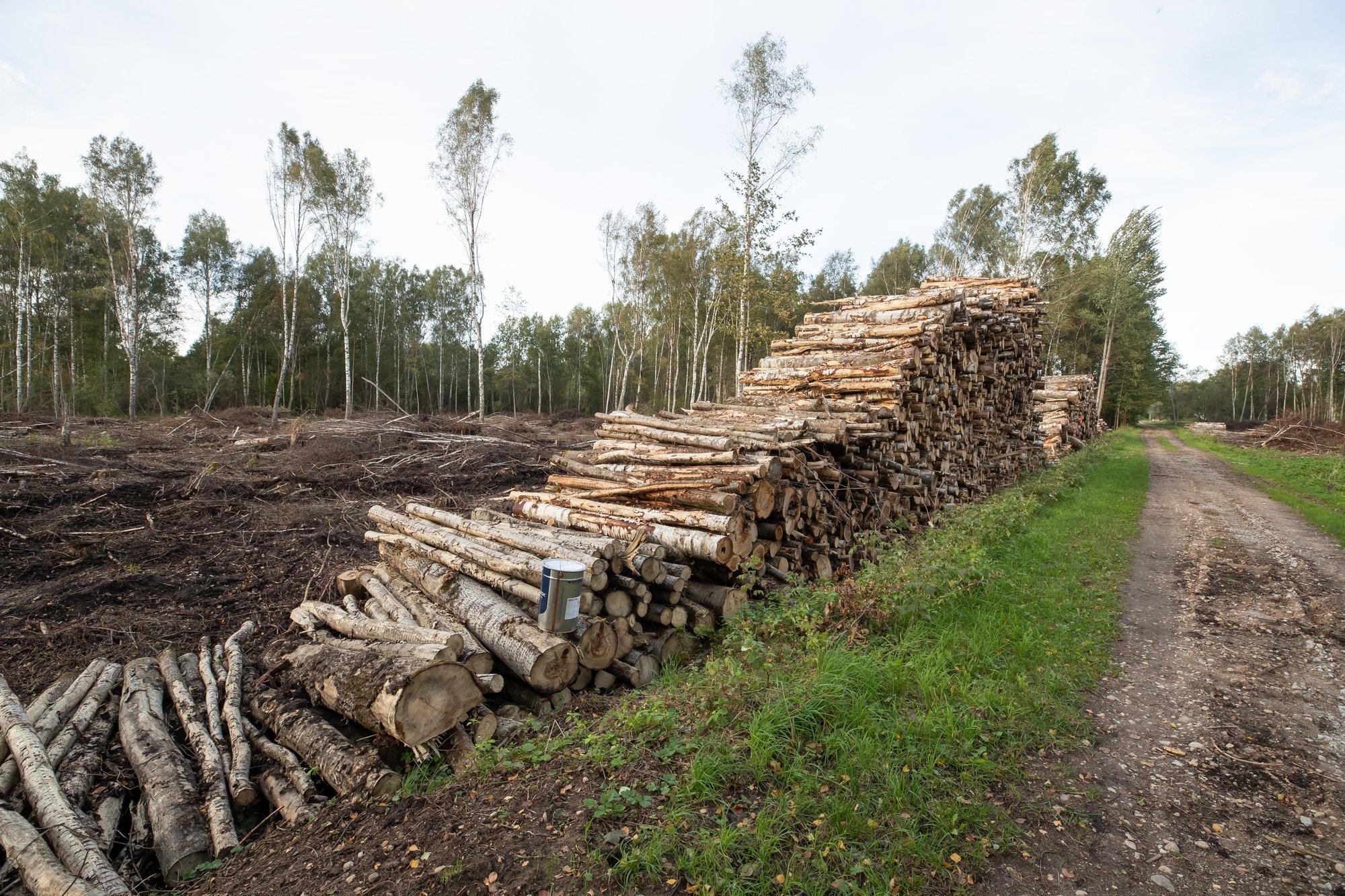 RMK suur metsaoksjon on lõppenud. Võitjateks osutusid VKG Fiber ja Biojet