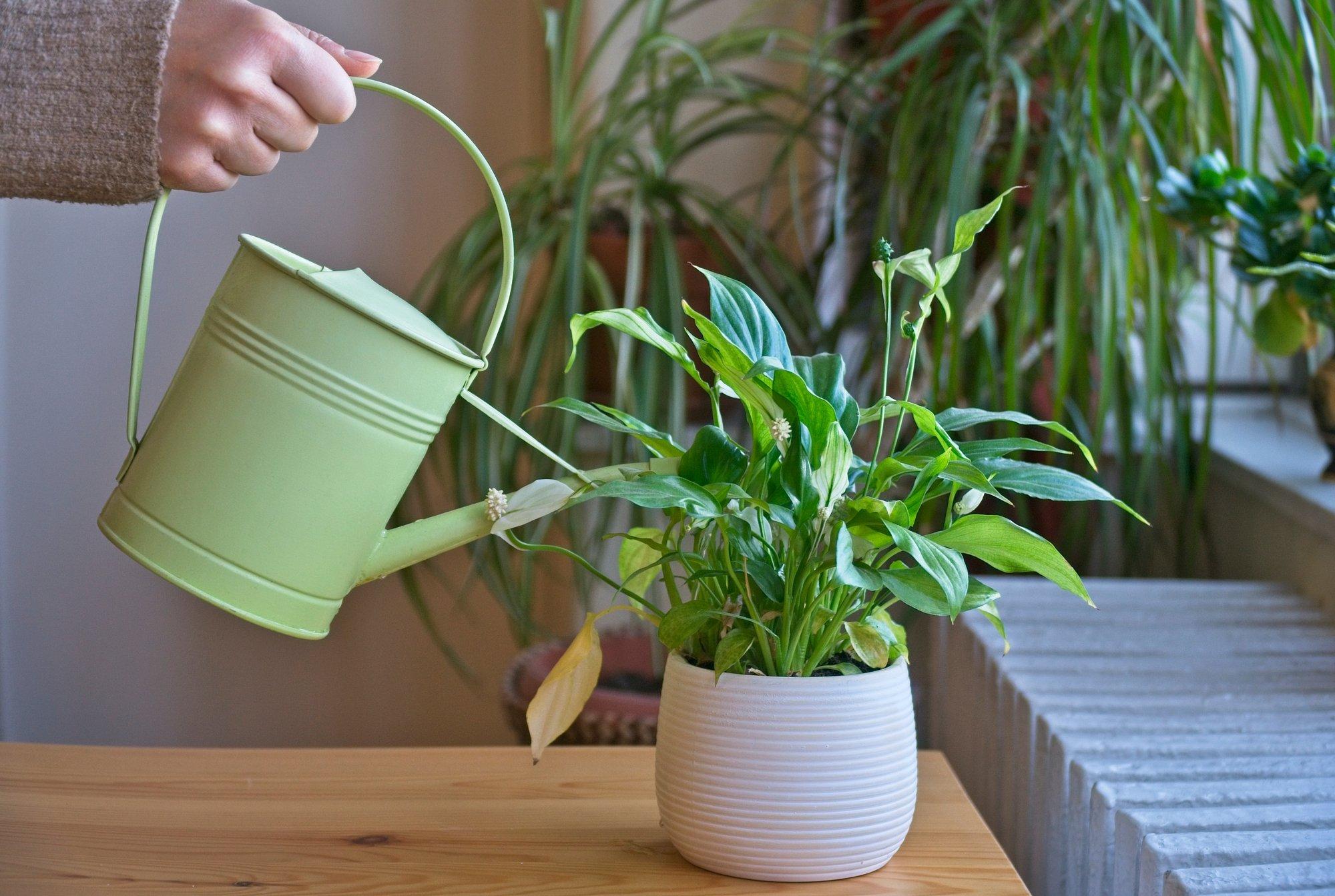 Kas kastad oma taimi üle või hoopis liiga vähe? Nende märkide järgi saad teada