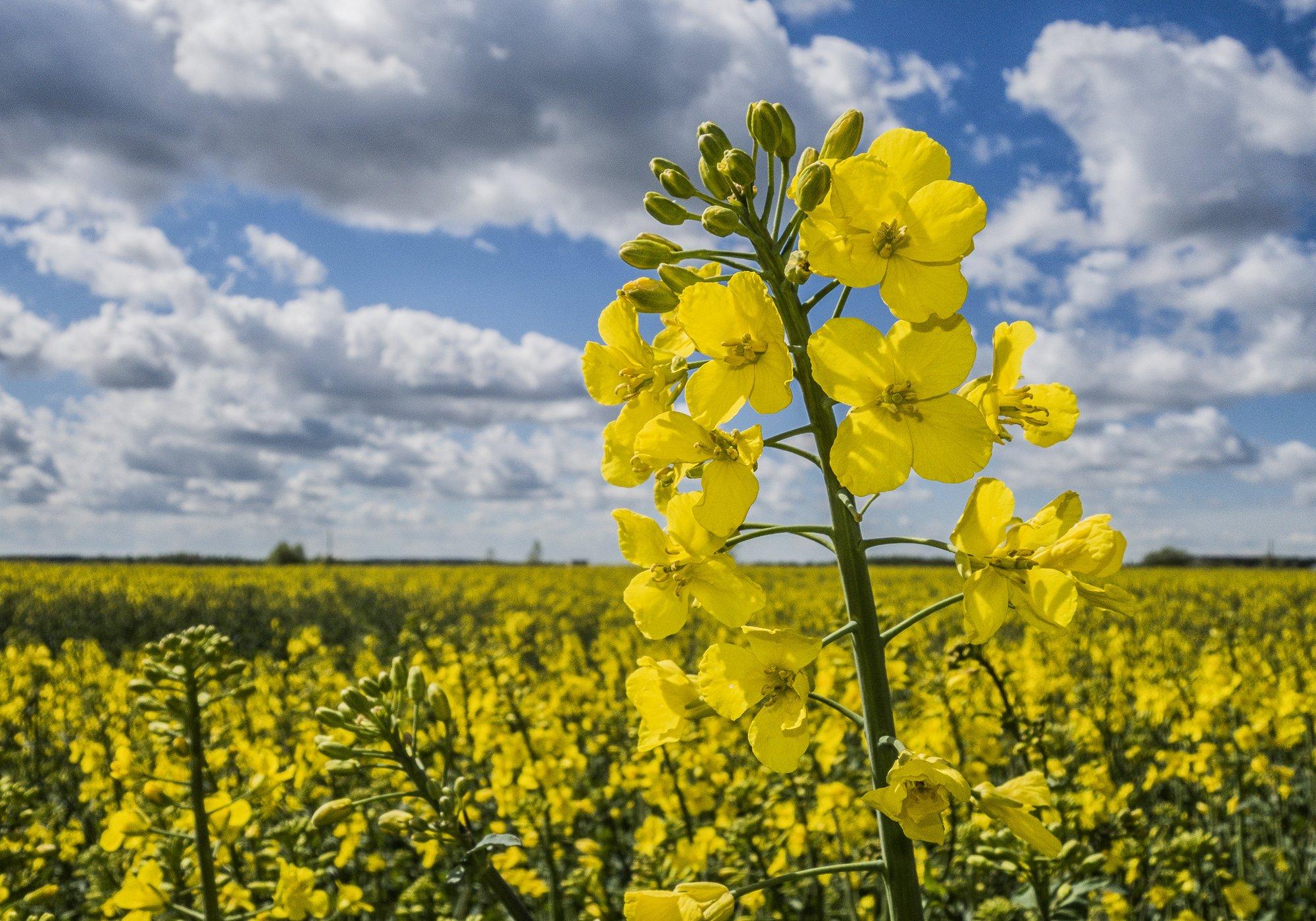 Rapsiõli muutub defitsiidiks? Eesti rapsitoodang on drastiliselt vähenenud
