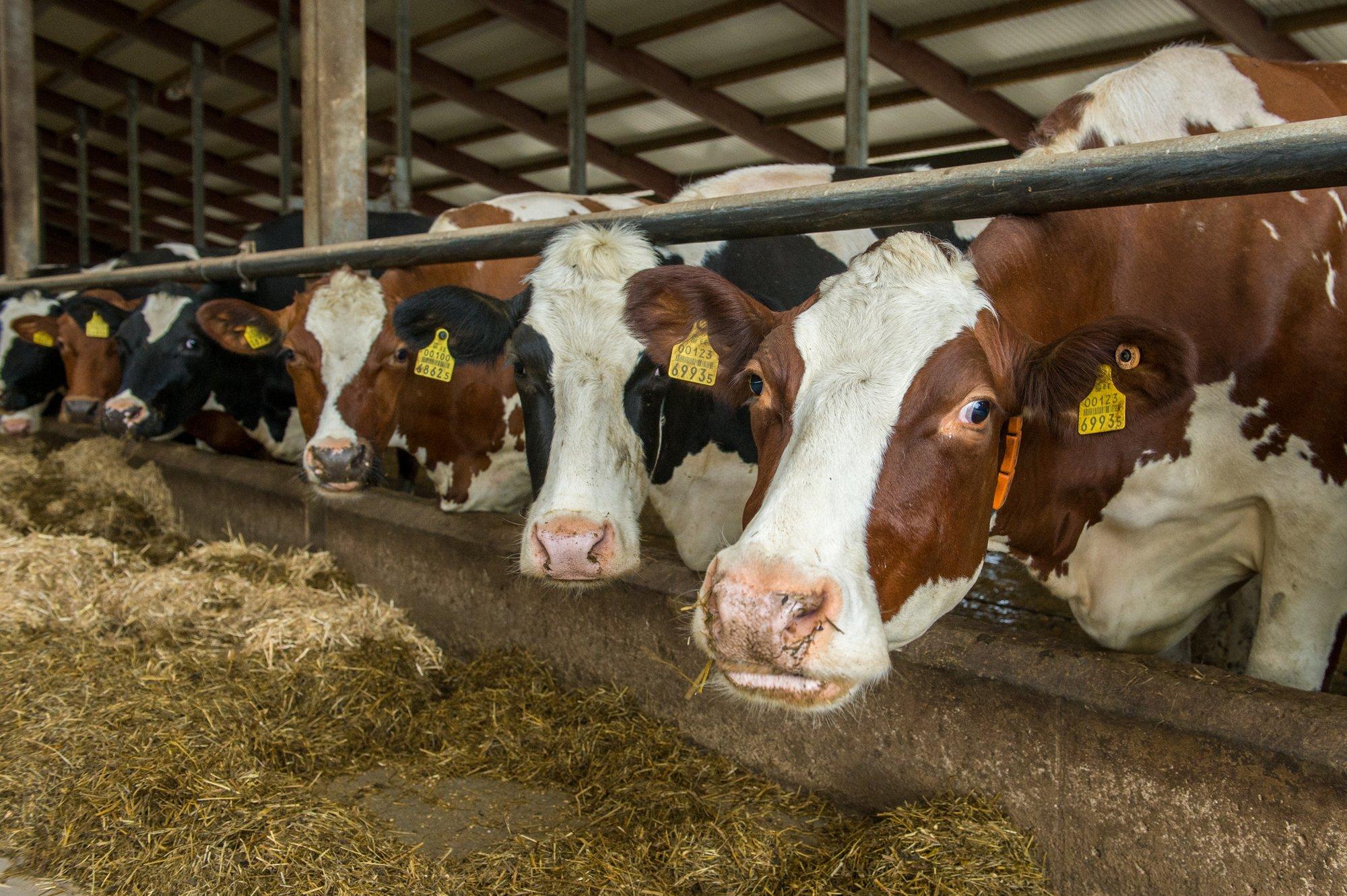 Hendrik Johannes Terras: ohtlik loomataud ei küsi piire – igaühe valvsus loeb