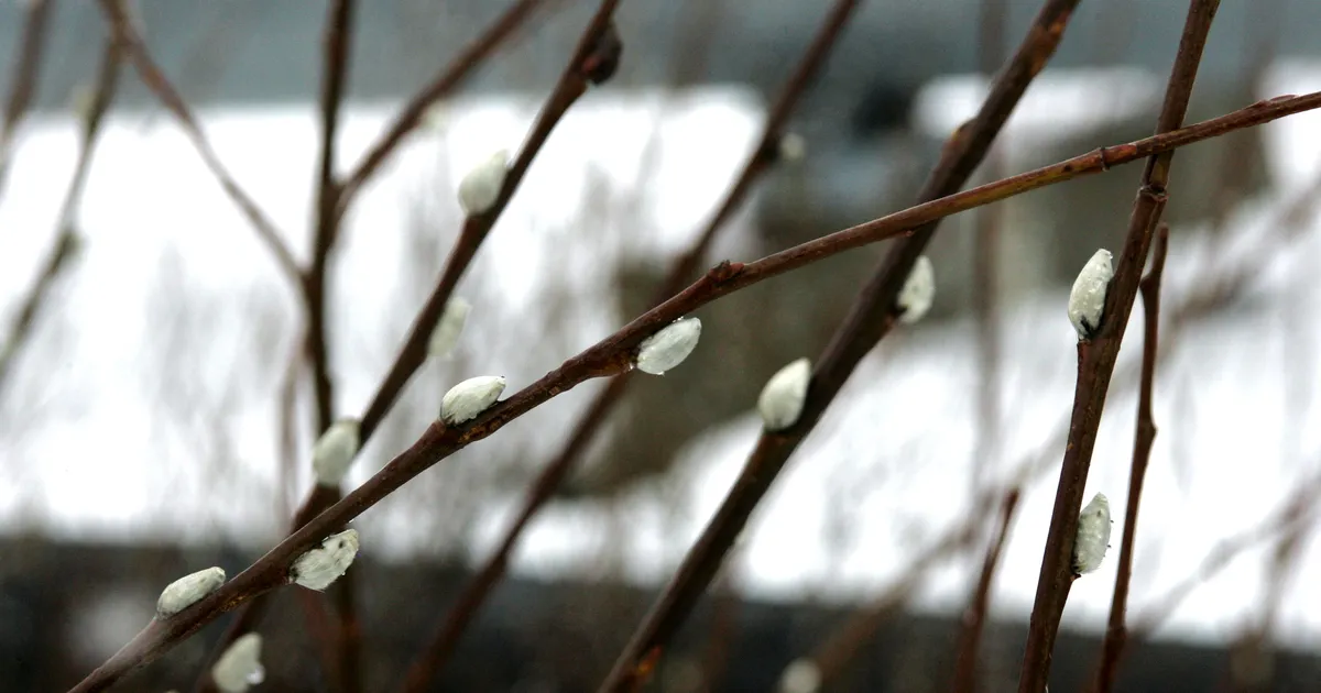 Esmaspäeval on mõnel pool lume- ja lörtsihooge