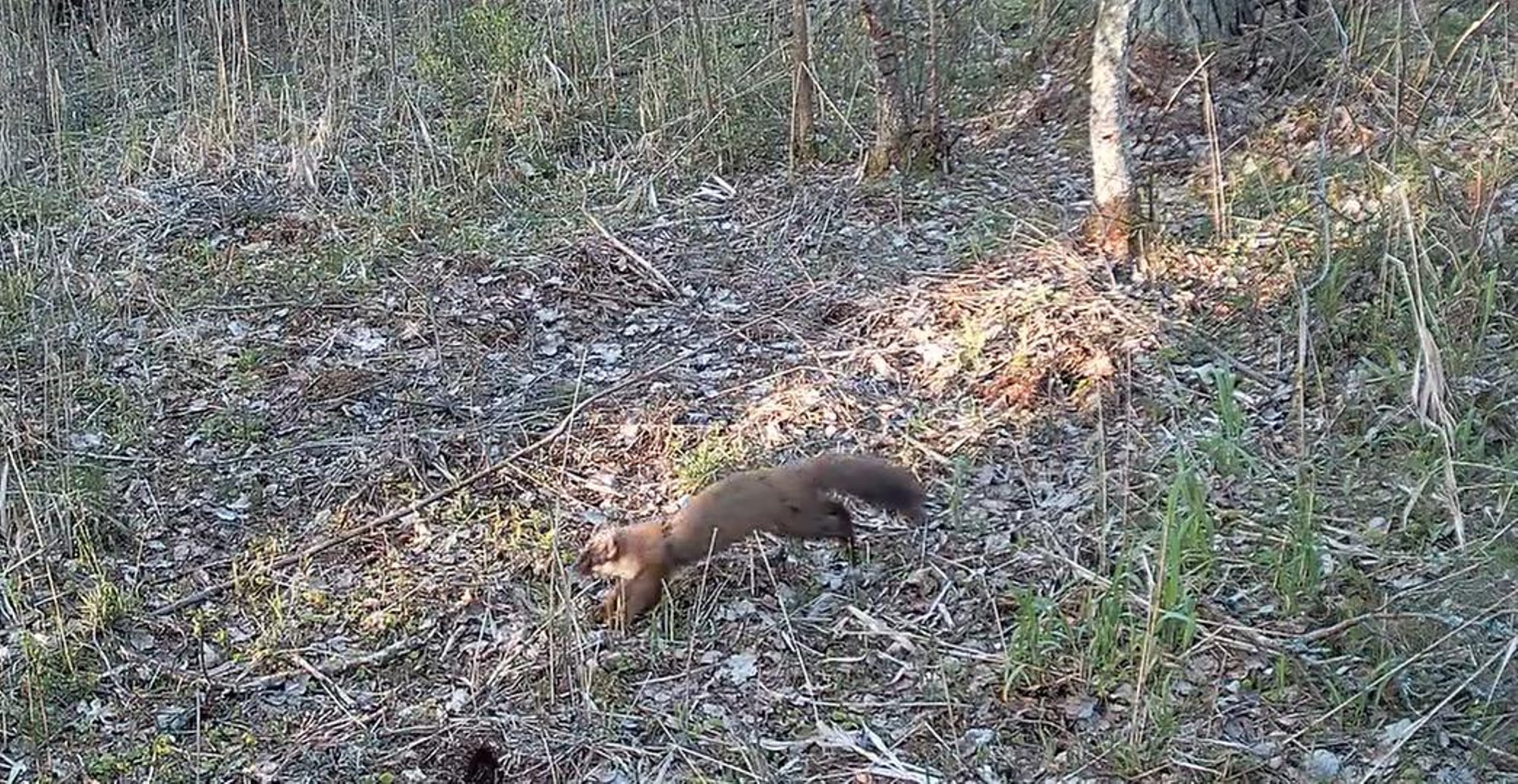 VIDEOD | Kas Eestis on keegi, kes püüab nugiseid traatsilmustega?