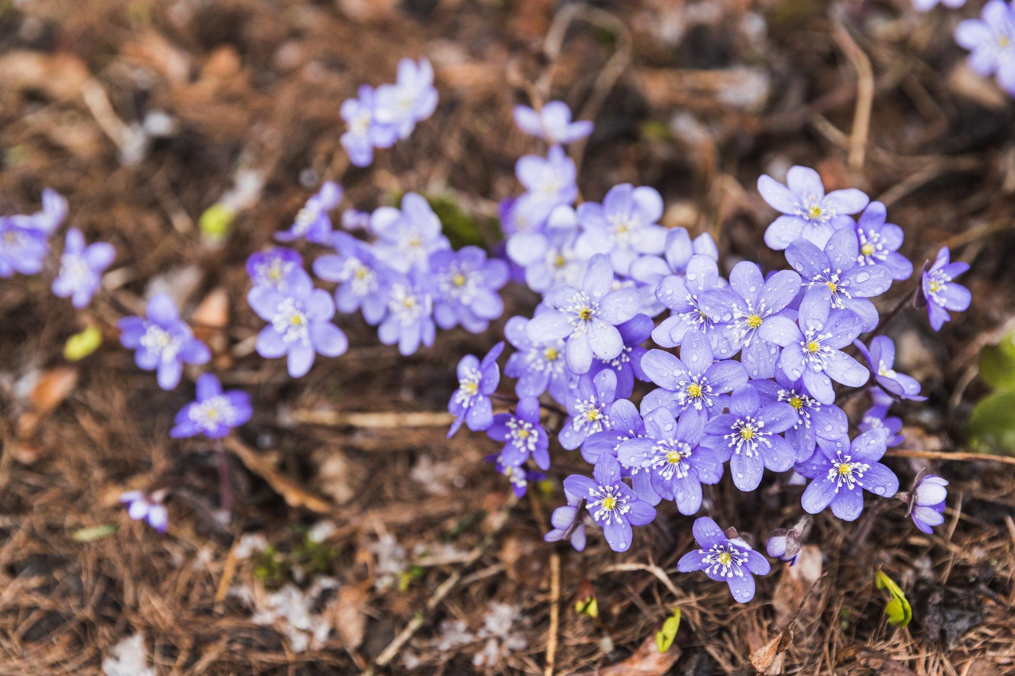 ENNUSTUSVÕISTLUS | Arva ära, millal saabub klimaatiline kevad