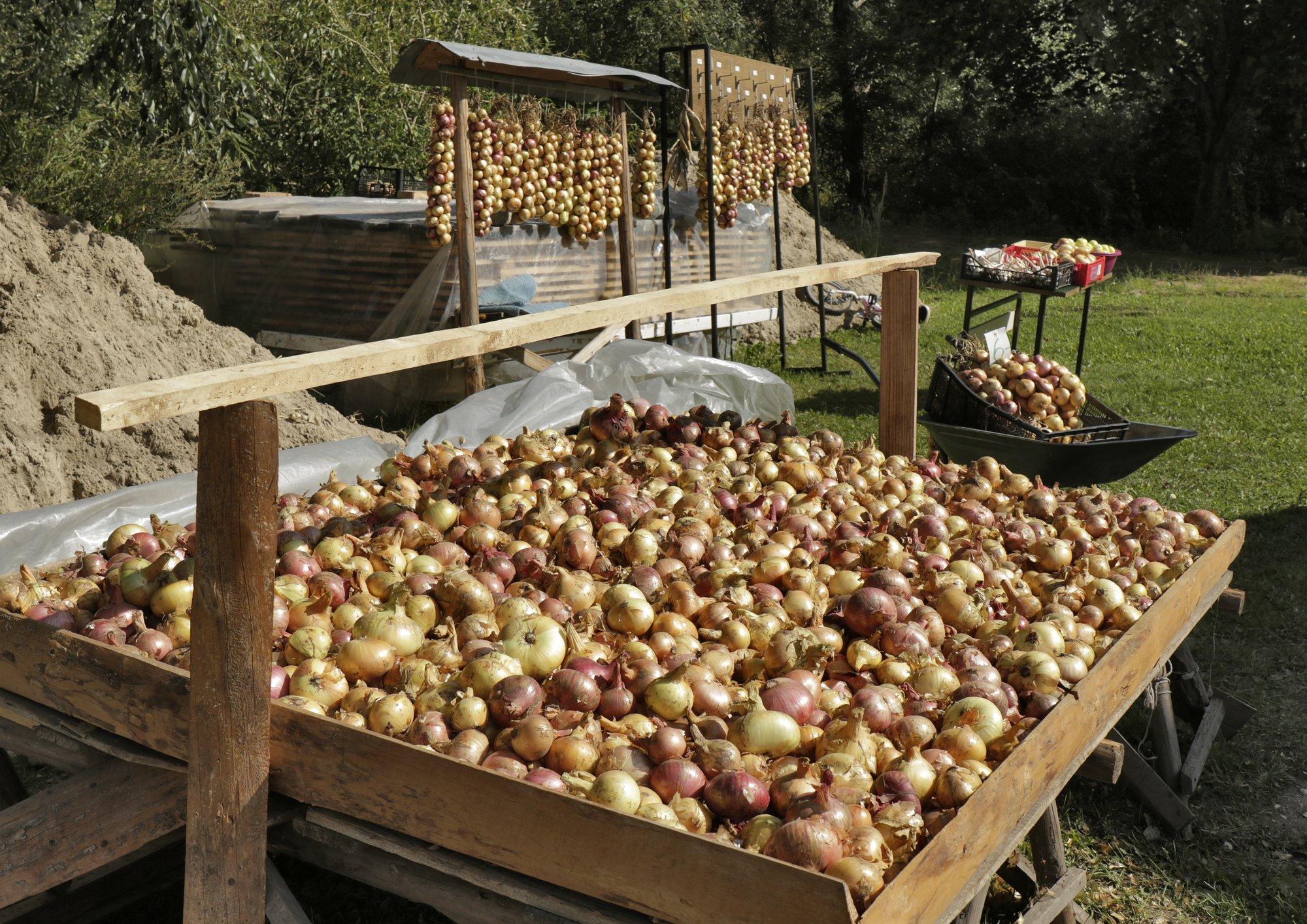 Peipsi sibula tippsibulat võib nüüd avalikult müüa ja osta