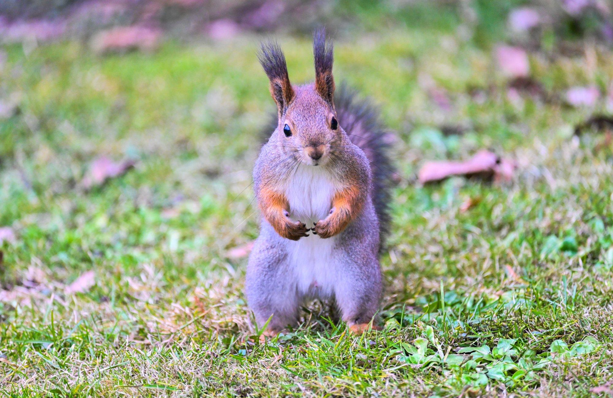 FOTOD | Taaskasutus missugune! Julge orav leiab lindudest üle jäänud toidule uue väljundi