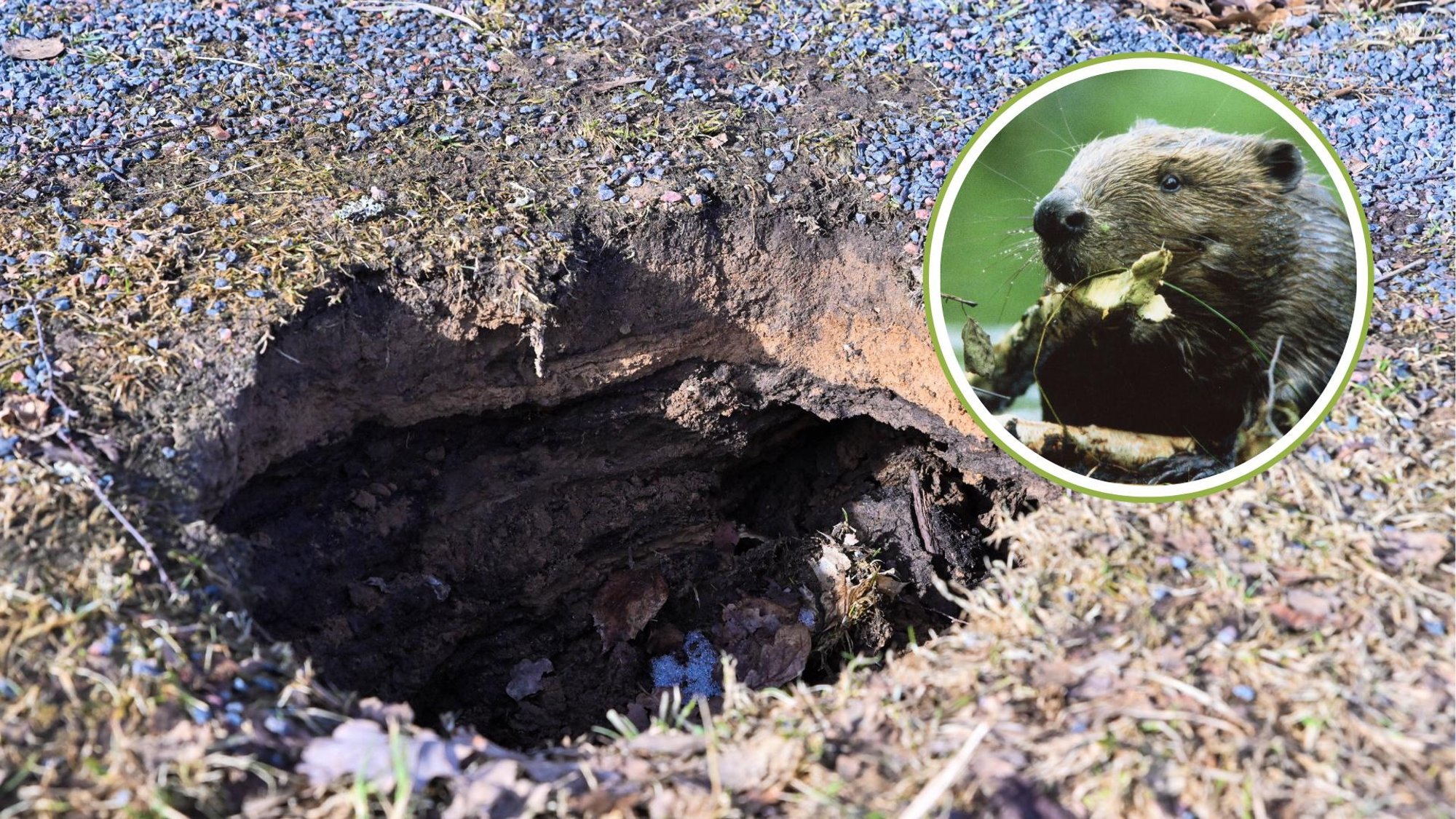 FOTOD | Viljandimaal tekitavad koprad paksu pahandust, vald palus abi jahimeestelt