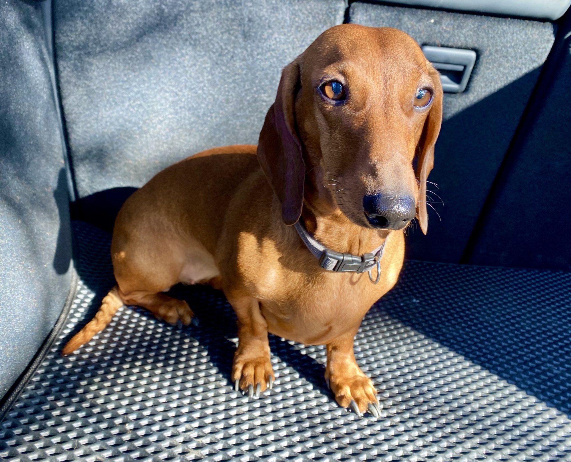 ILSE BLOGI | Kõige kassim koer: süütute silmade taga varjab end vahel märksa tumedam olend