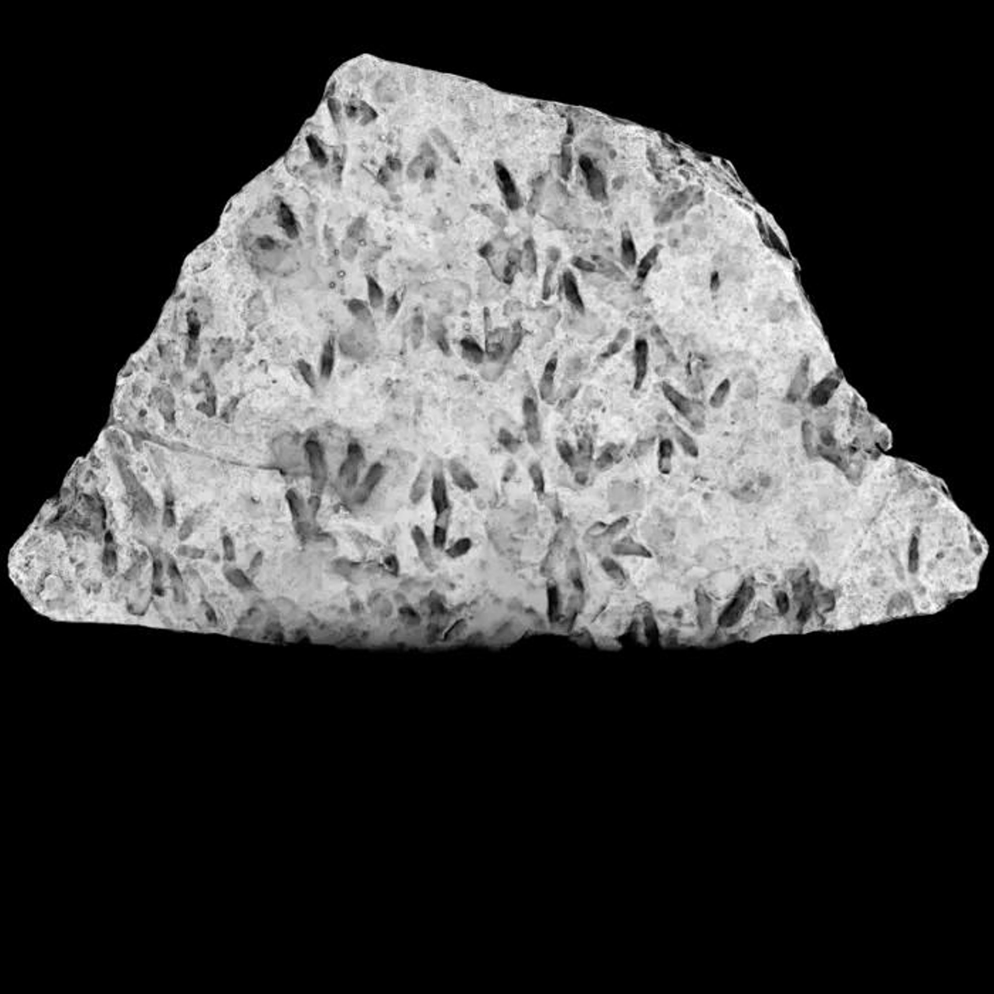 Kooliõues seisnud rahnult leiti 200 miljonit aastat tagasi jäetud dinosauruste jalajäljed