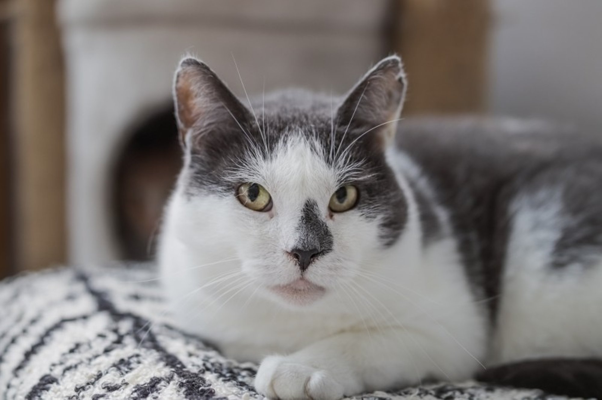 Keegi polnud selleks valmis: Manivald kõhnus ja tõmbus ootamatult kollaseks