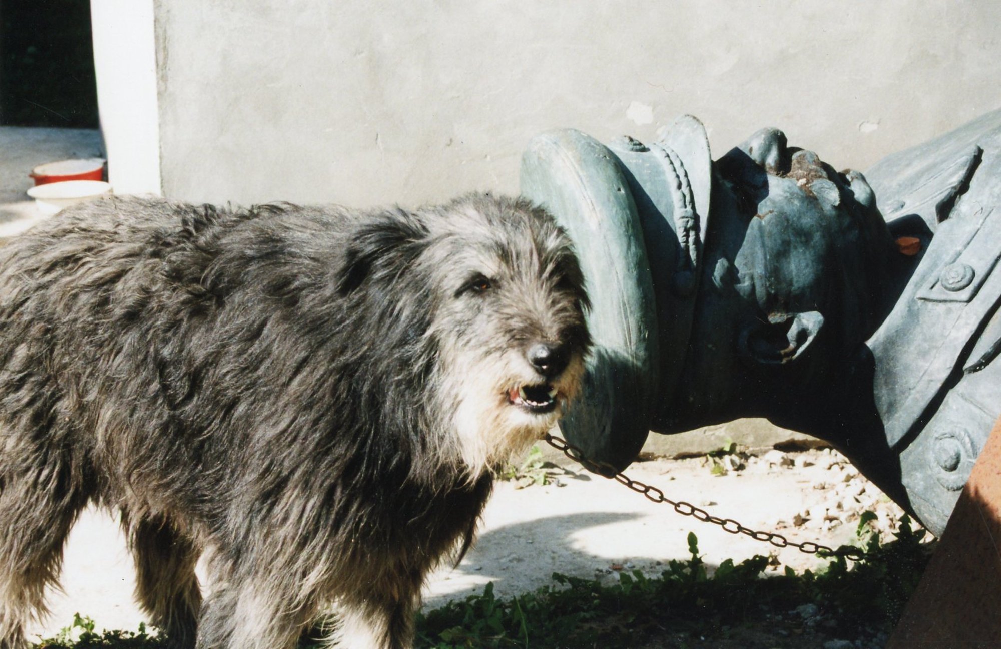 Loomakaitsjate mure uue koalitsiooni pärast: kas loomadega võib jätkuvalt seksida ja koerad jäävadki ketti?