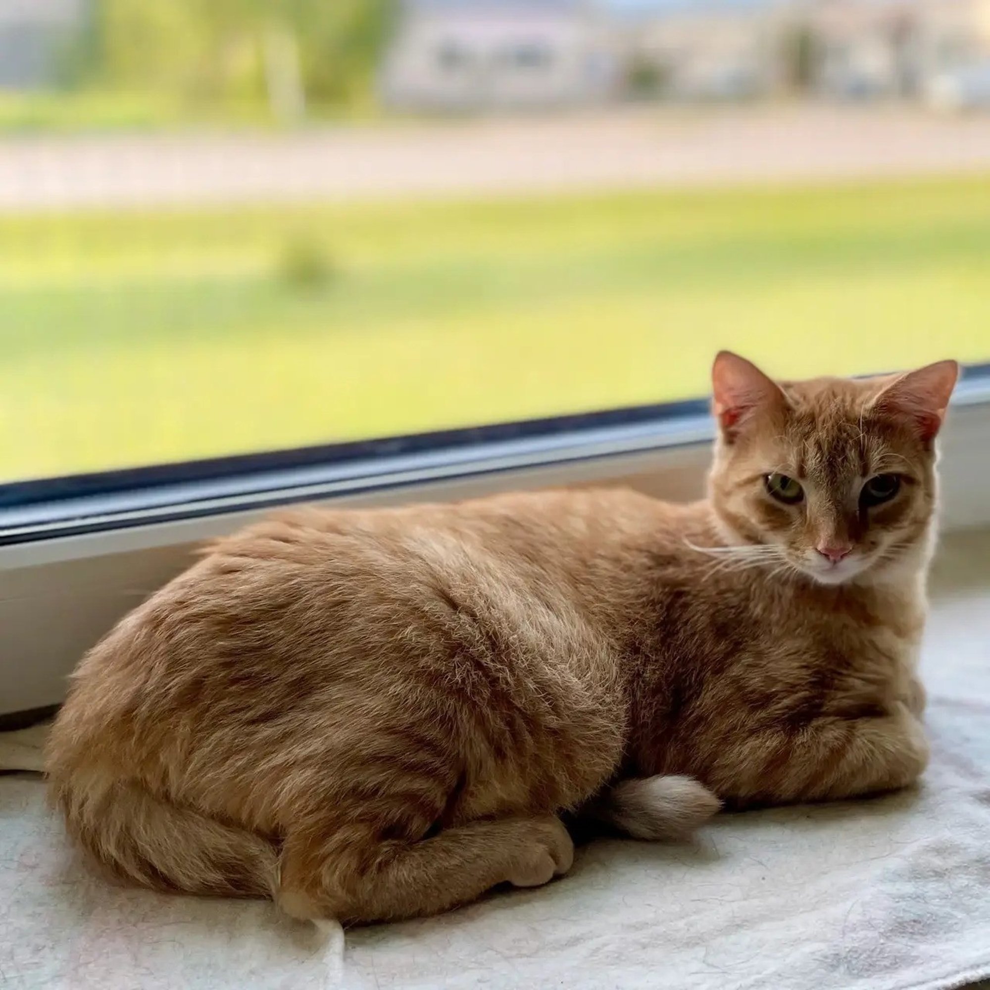 TAHAKS KOJU | Peenetundelise Elli hing on sama haruldane kui ta välimus