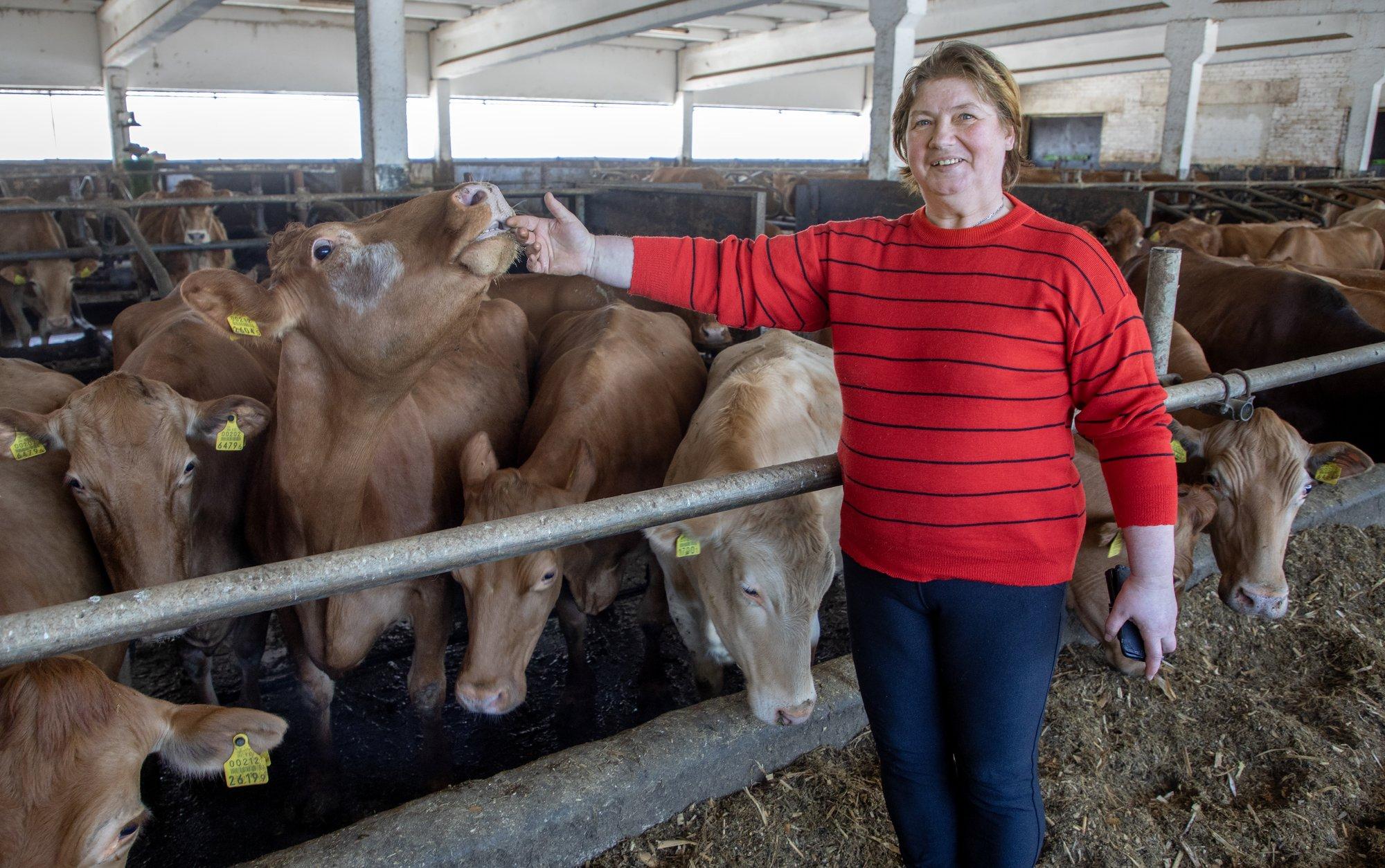 Loomapidaja: olukord oli absurdne, pidime veised müüma öösel ühe sekundiga