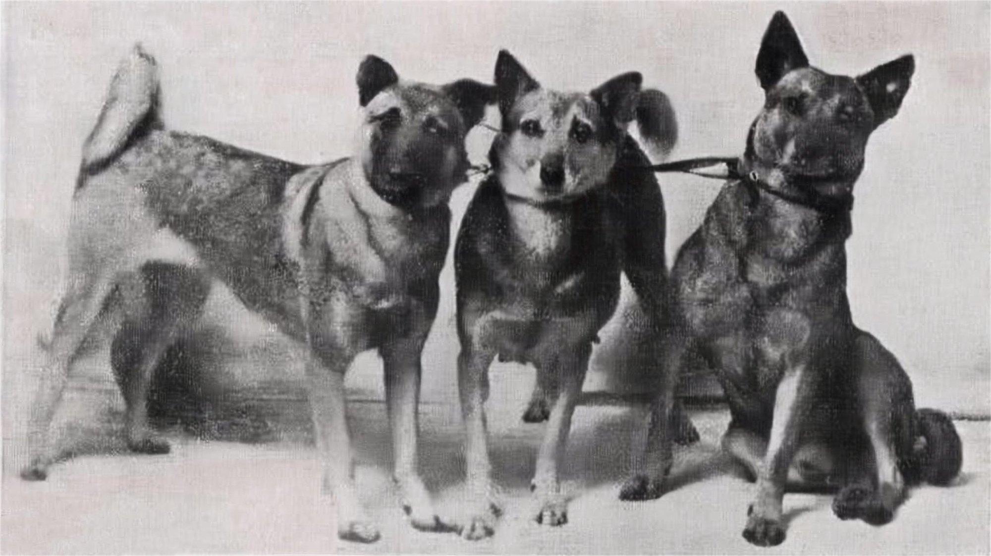 Kuhu kadusid muri ja krants? Eestlastel võinuks hagija kõrval olla veel mitu kohalikku koeratõugu