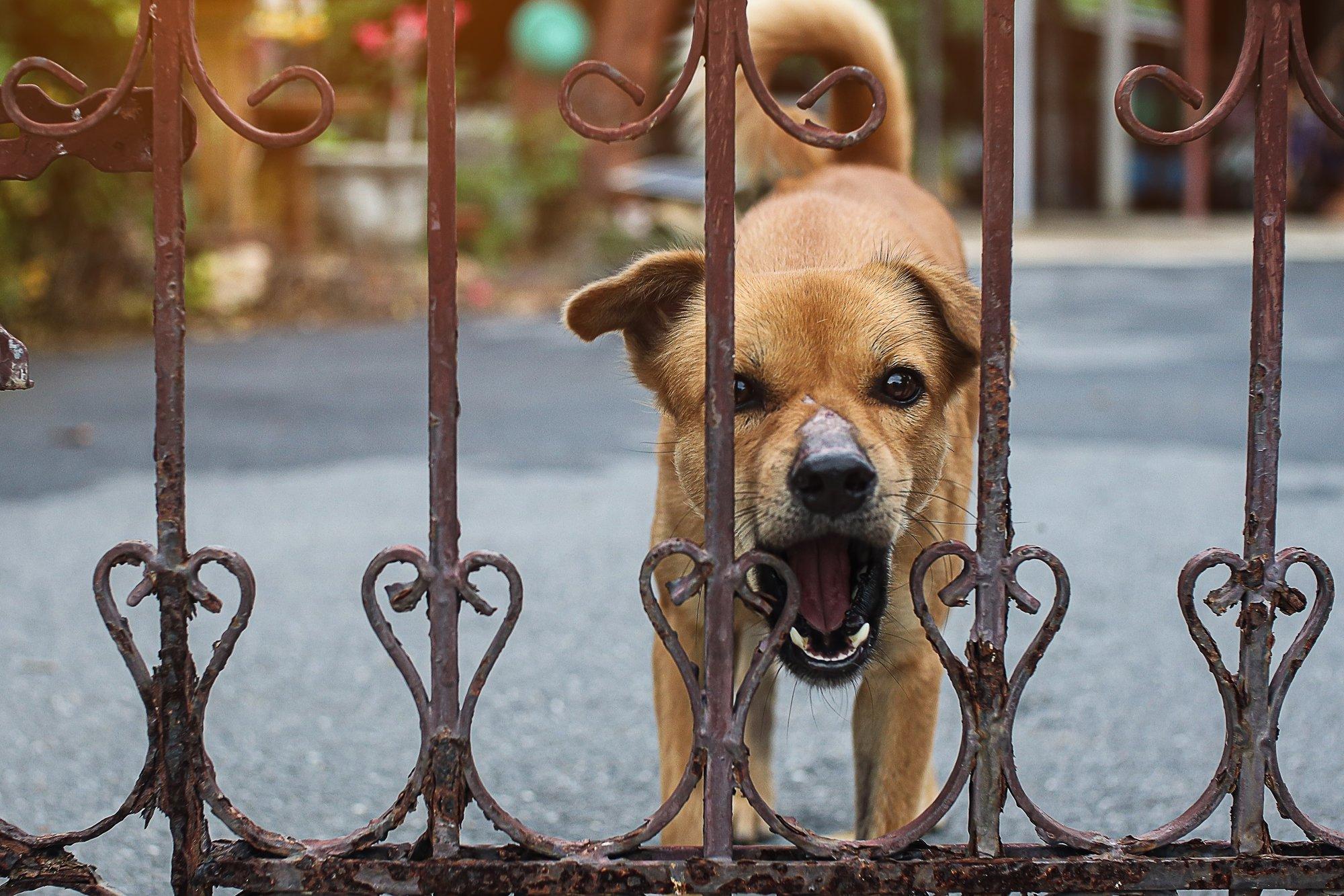 „Teie peni haugub jälle!“ Lasnamäel on lahvatanud konflikt pidevalt haukuva koera pärast
