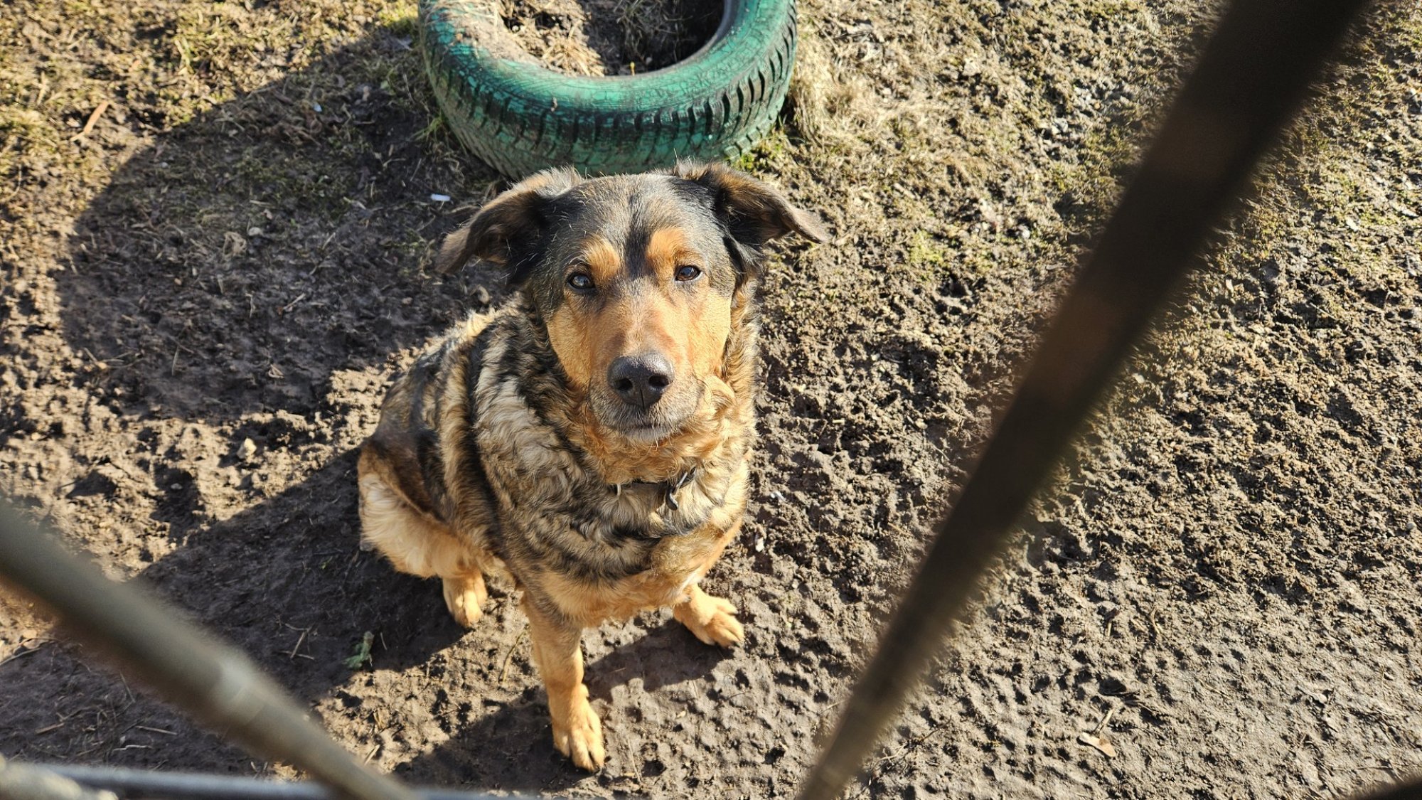 TAHAKS KOJU | Kodusoojus on Bellal veel meeles, seda jagab ta ka hüljatud sõpradega